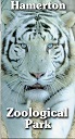 Hamerton Zoo - White Bengal tiger.